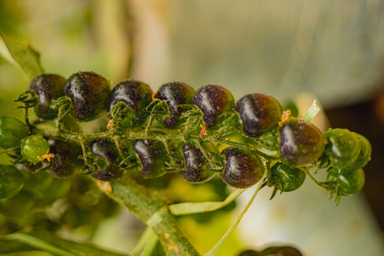 De una huerta familiar a 13 hect&aacute;reas bajo invernadero: c&oacute;mo se consolid&oacute; el mayor polo de hidropon&iacute;a hort&iacute;cola del pa&iacute;s