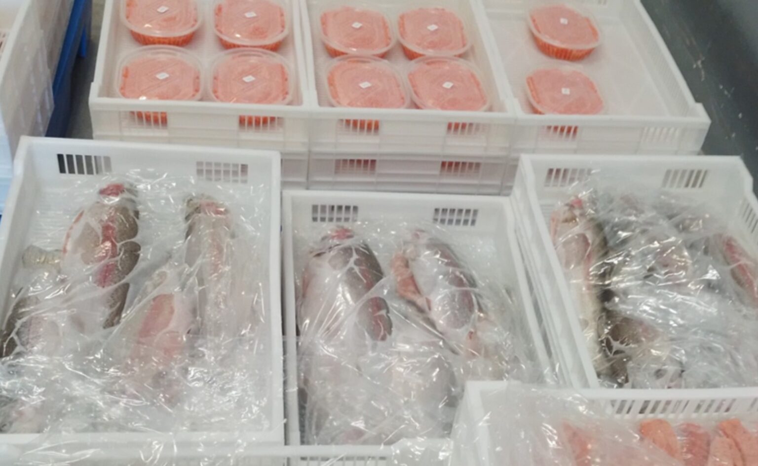 Trucha neuquina conquista Boston en feria internacional