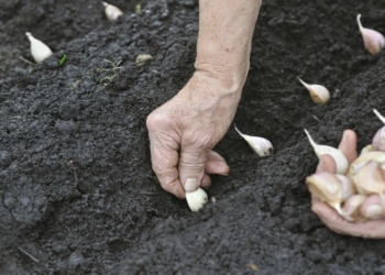 Senior woman planting garlic