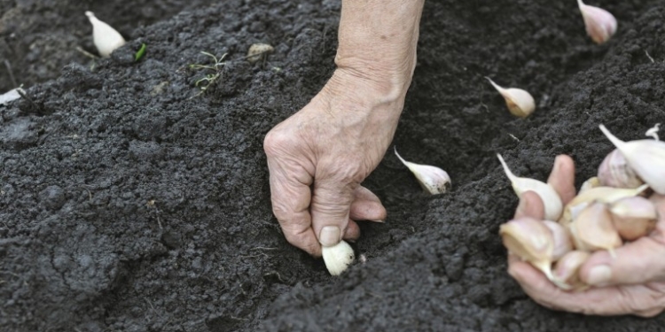 Senior woman planting garlic