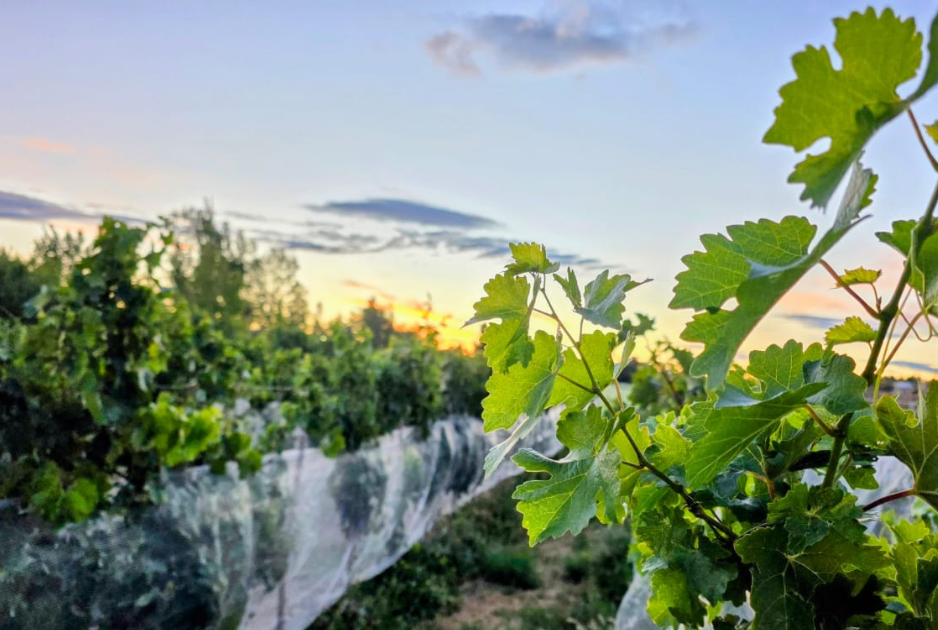 De garage a la meseta: la bodega que desaf&iacute;a la Patagonia
