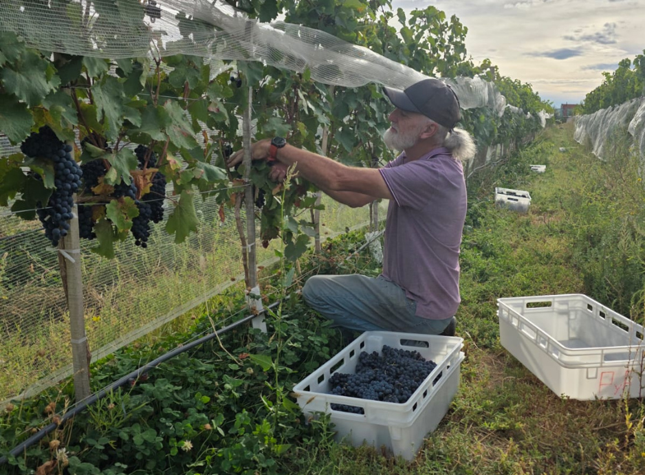 De garage a la meseta: la bodega que desaf&iacute;a la Patagonia