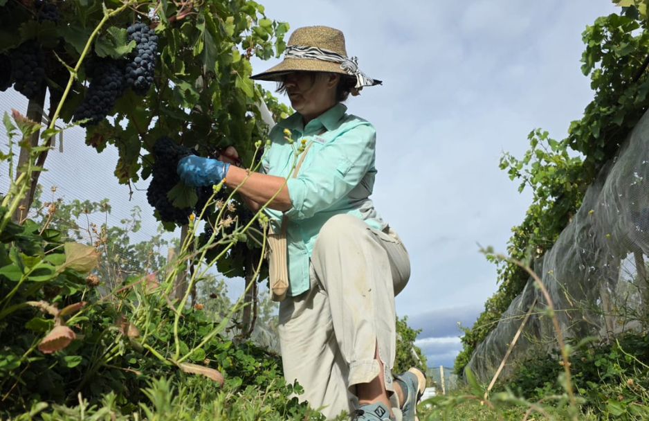 De garage a la meseta: la bodega que desaf&iacute;a la Patagonia