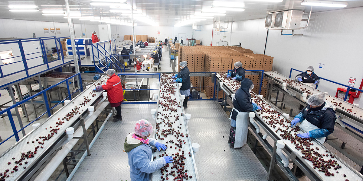 Cereza premium: finca logra certificaci&oacute;n sanitaria in&eacute;dita