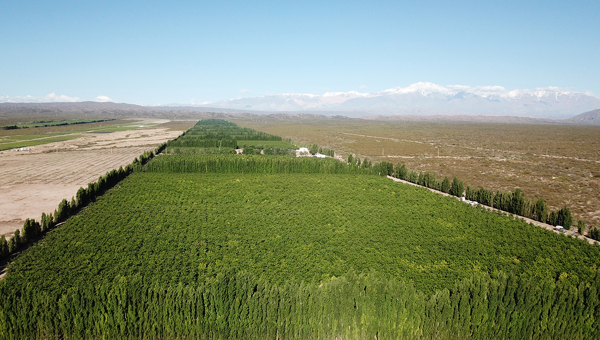 Cereza premium: finca logra certificaci&oacute;n sanitaria in&eacute;dita