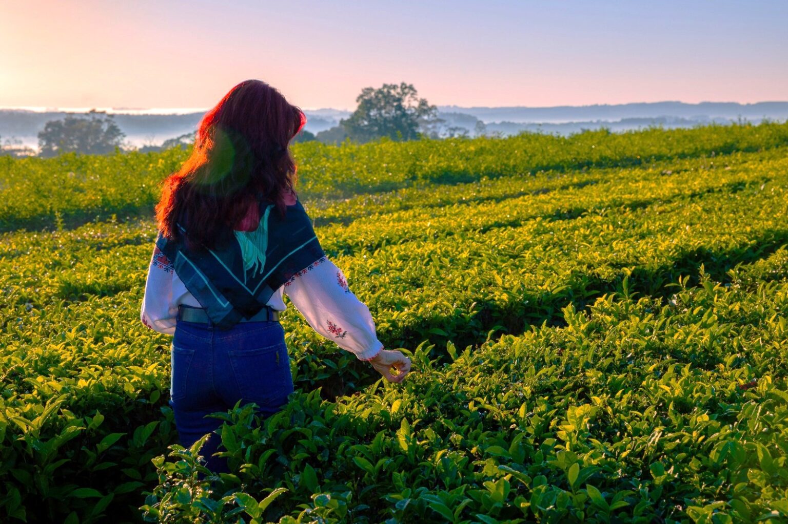 De publicidad al t&eacute; gourmet: apuesta en Misiones