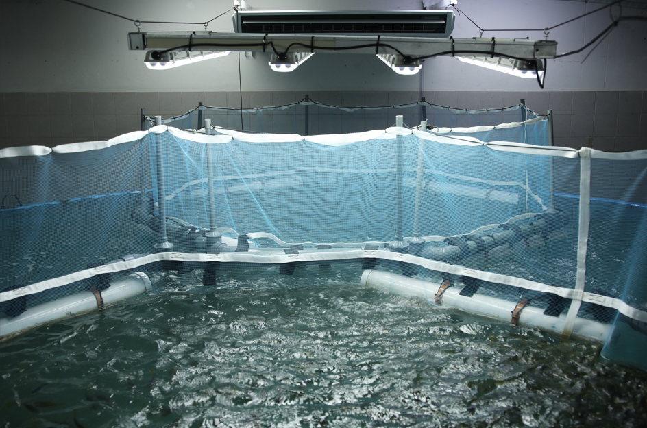 Pez lim&oacute;n: Argentina logra producci&oacute;n industrial en Chubut