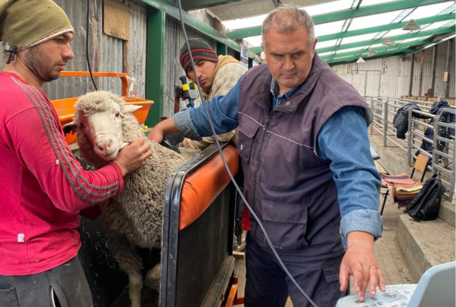 La ganader&iacute;a ovina apuesta al manejo regenerativo para recuperar suelos y sostener productividad en la Patagonia
