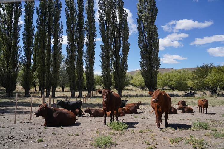 La estancia patagónica que abastece de carne a hoteles de lujo