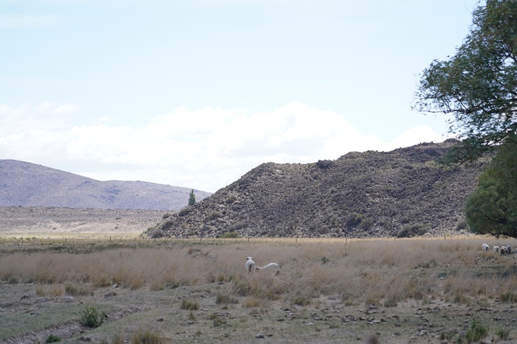 La estancia patagónica que abastece de carne a hoteles de lujo