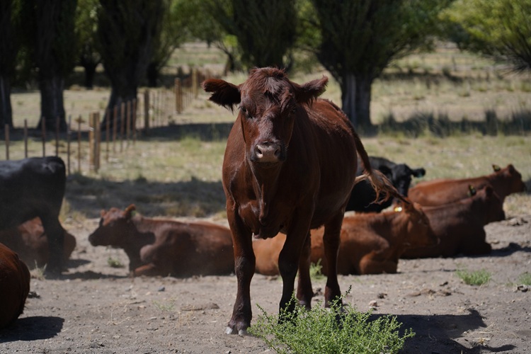 La estancia patagónica que abastece de carne a hoteles de lujo
