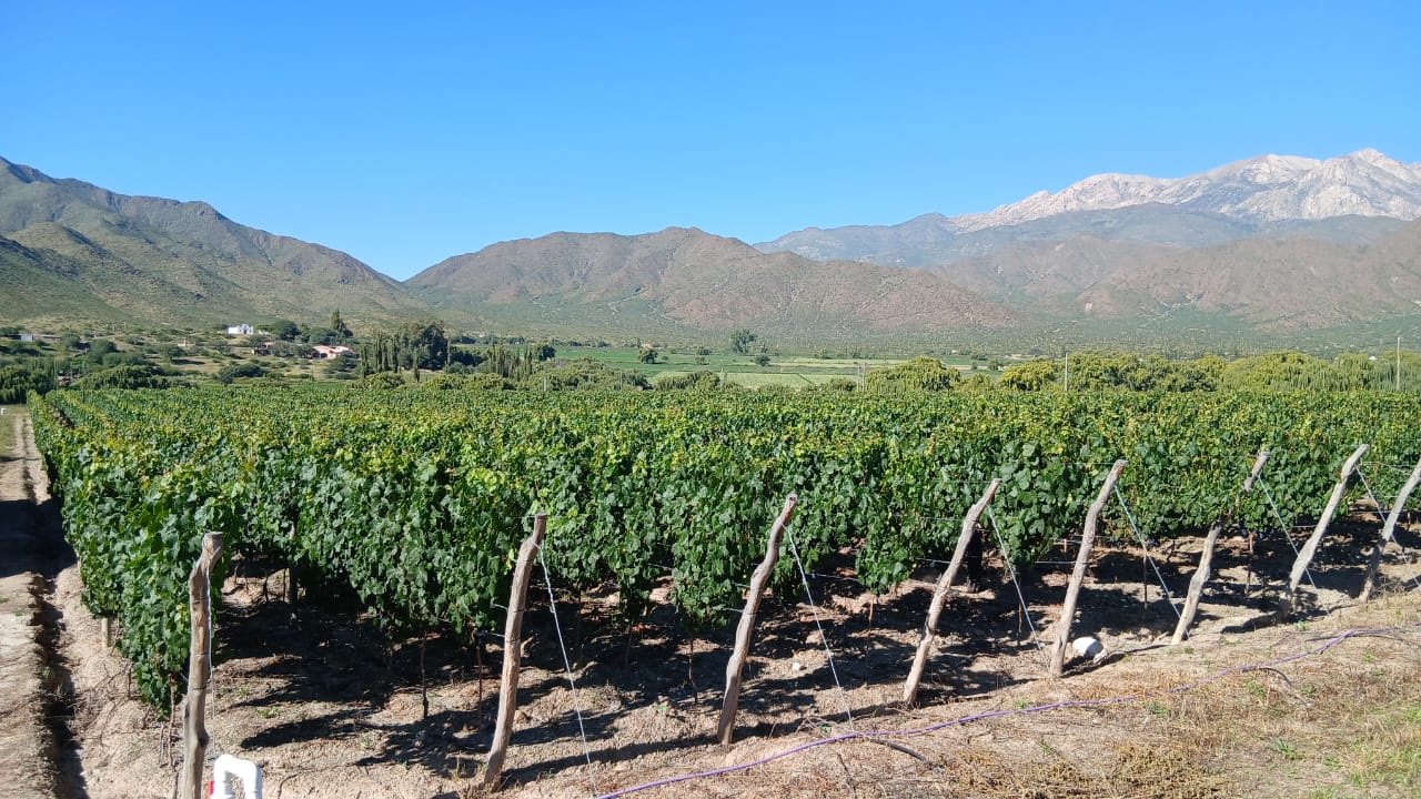 De Tacuil a Cachi: el plan para vinos de altura en Salta