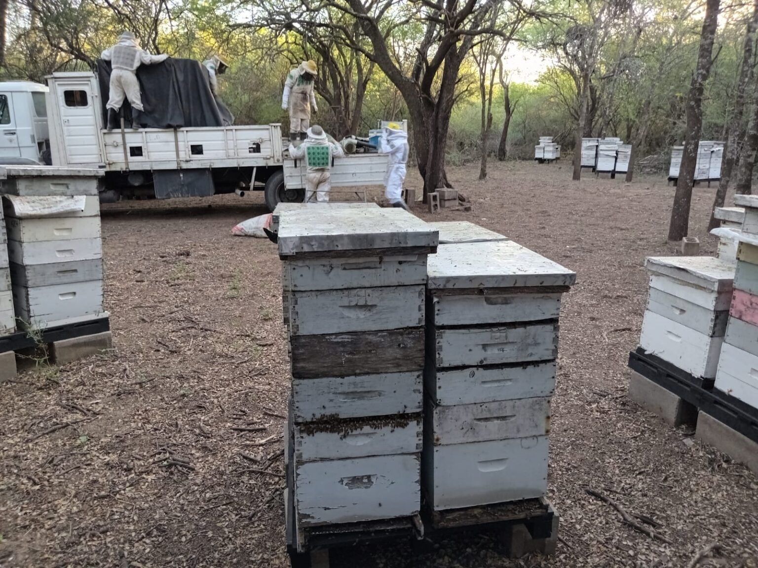 Del tambo a la miel: cuatro d&eacute;cadas dedicadas a las abejas