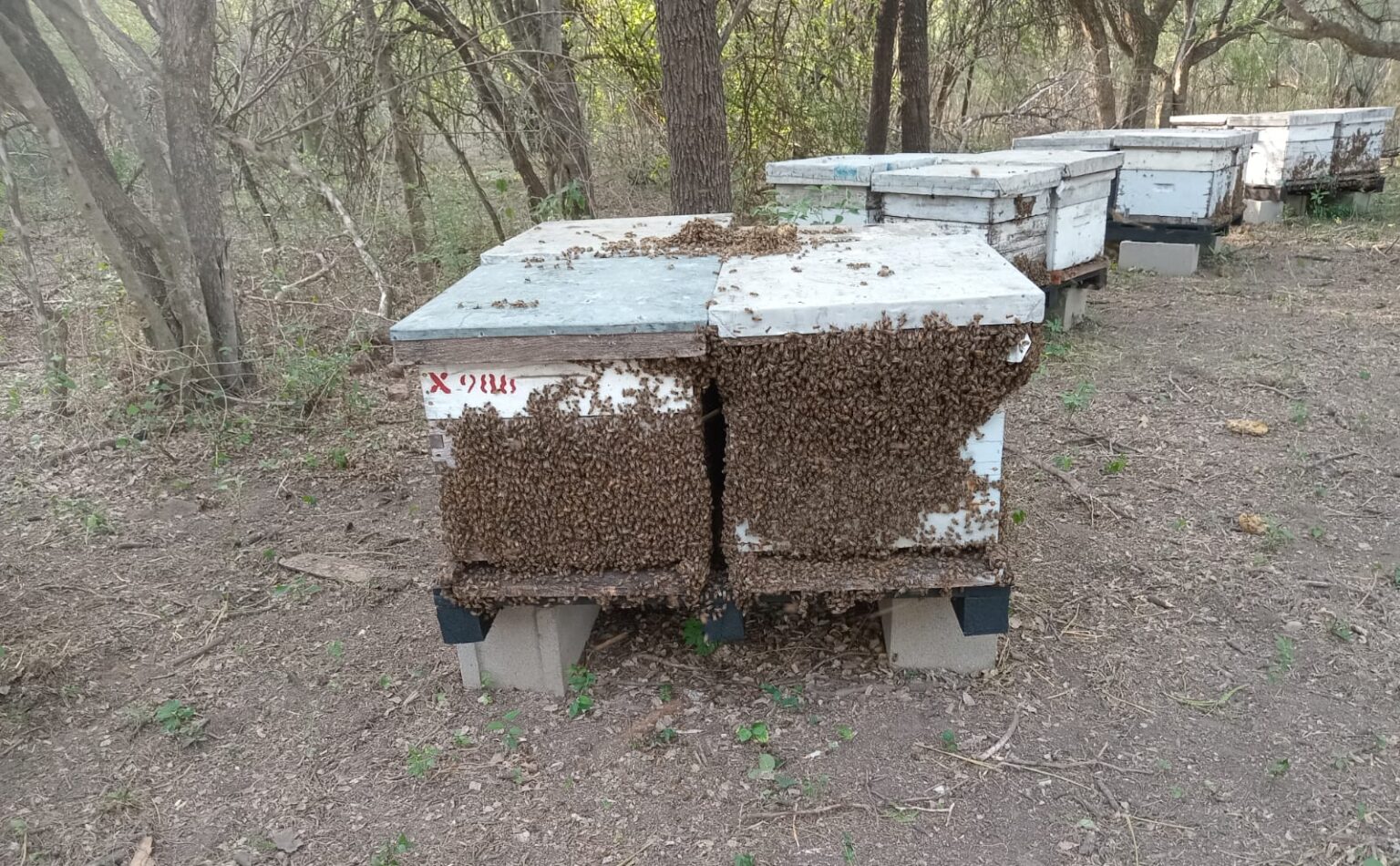 Del tambo a la miel: cuatro d&eacute;cadas dedicadas a las abejas