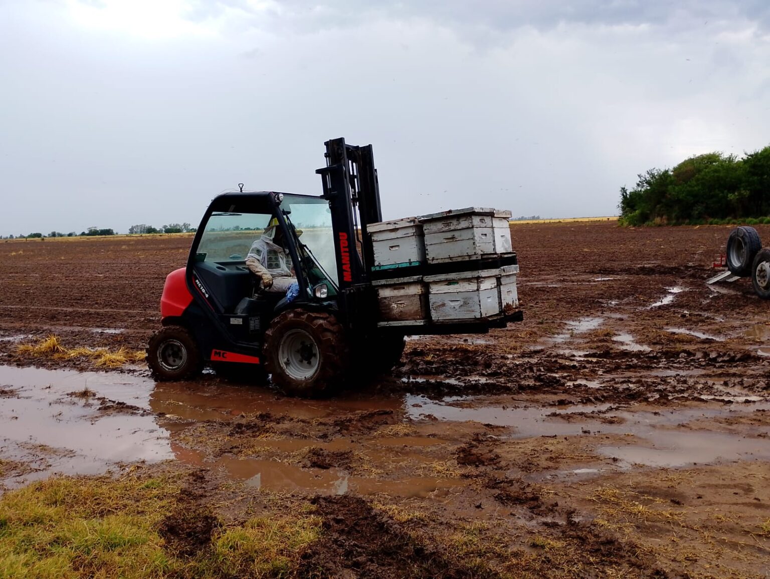 Del tambo a la miel: cuatro d&eacute;cadas dedicadas a las abejas
