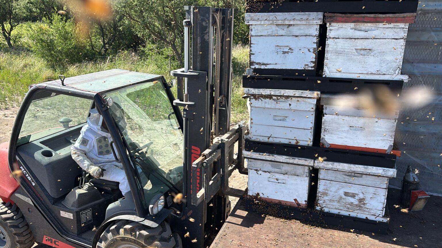 Del tambo a la miel: cuatro d&eacute;cadas dedicadas a las abejas