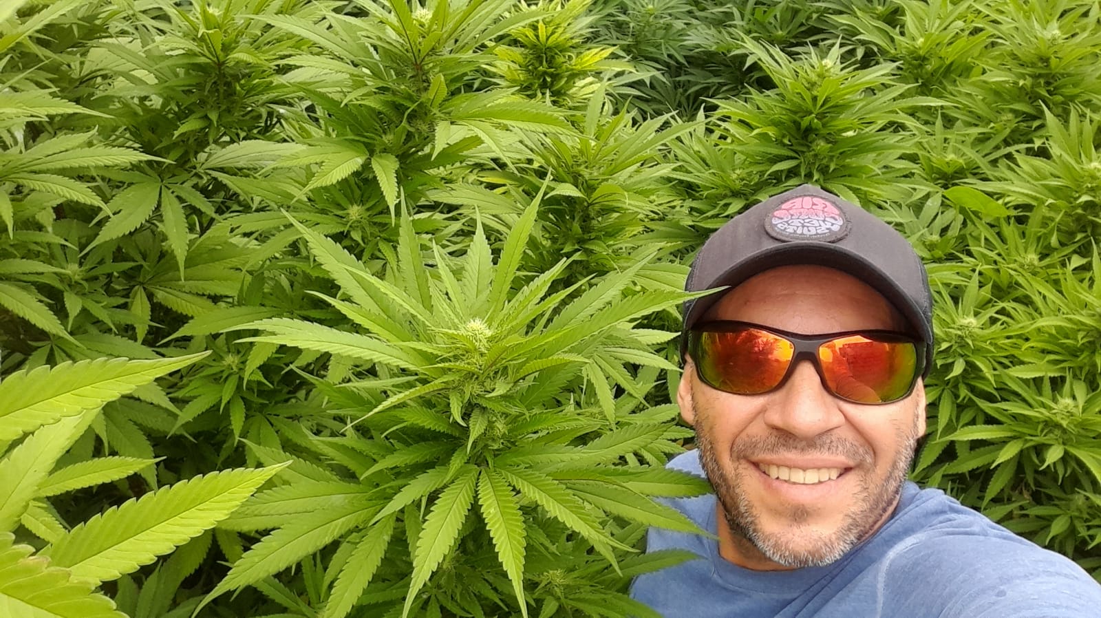De hacer aceite medicinal a impulsar la industria del c&aacute;&ntilde;amo