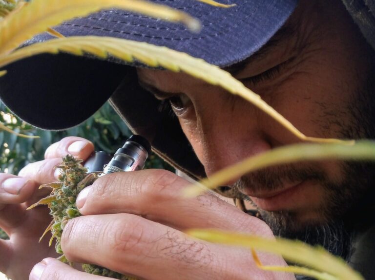 De hacer aceite medicinal a impulsar la industria del c&aacute;&ntilde;amo