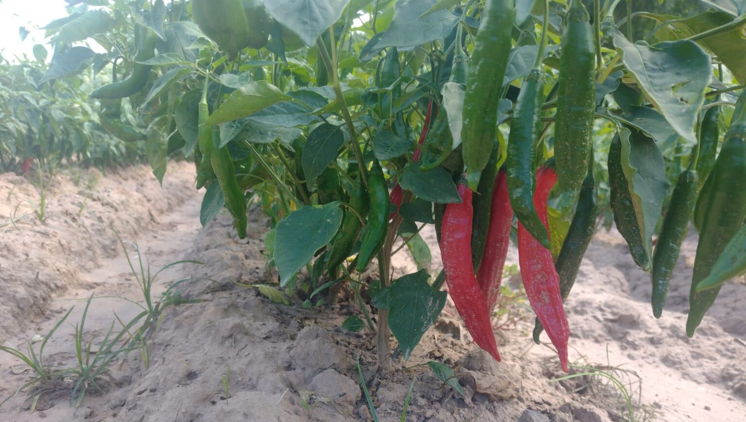 Del campo al molino: el productor que desaf&iacute;a las importaciones