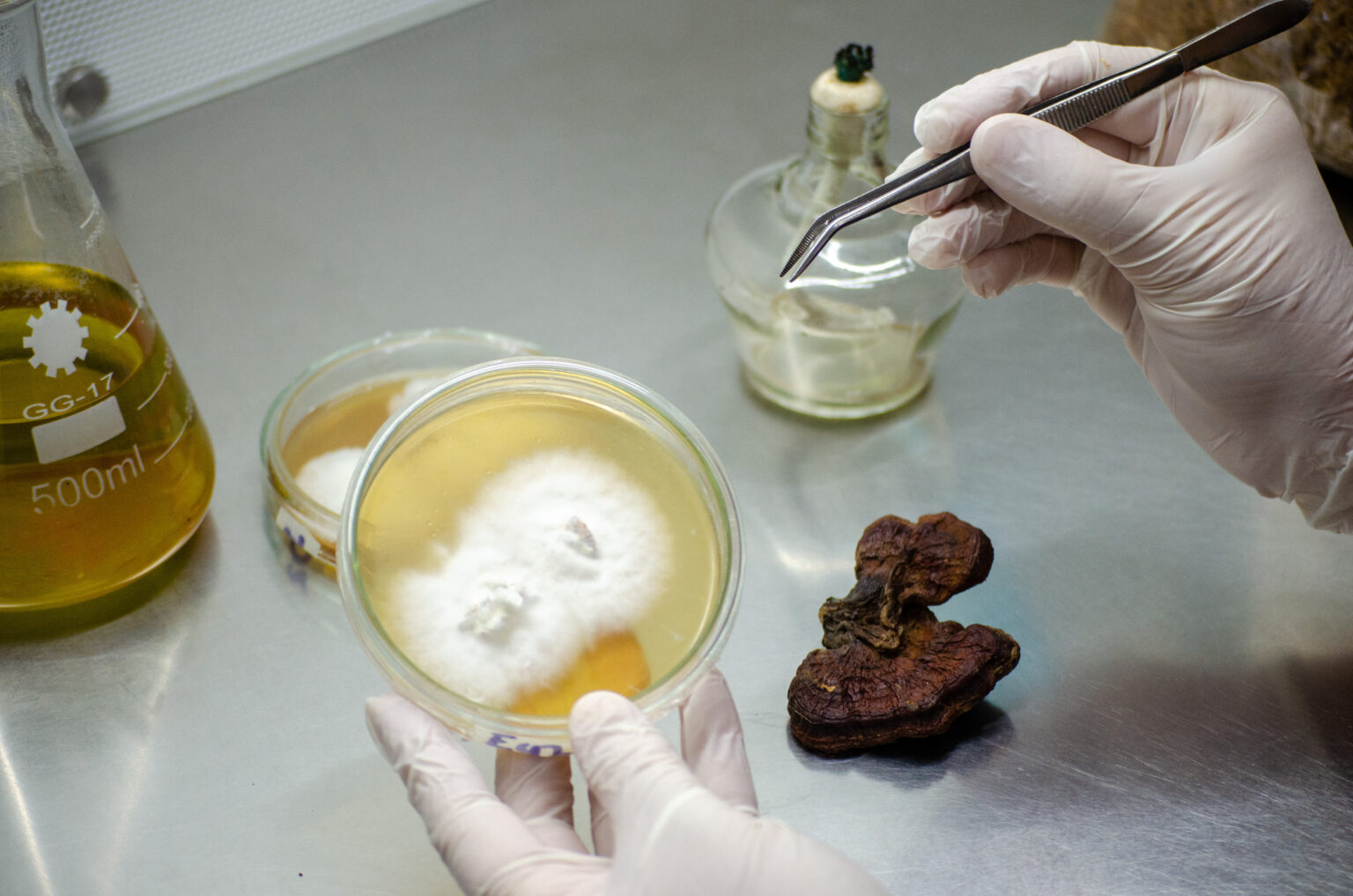 Del campo al packaging: crean envases con hongos en Salta