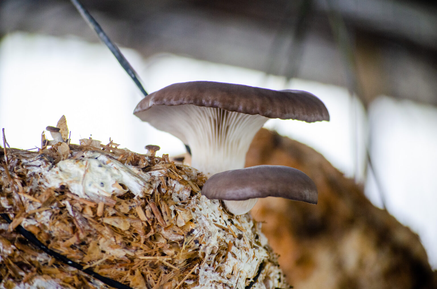 Del campo al packaging: crean envases con hongos en Salta