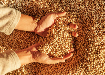 Human hands with soy harvest. Handful of grains