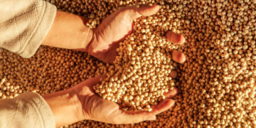 Human hands with soy harvest. Handful of grains