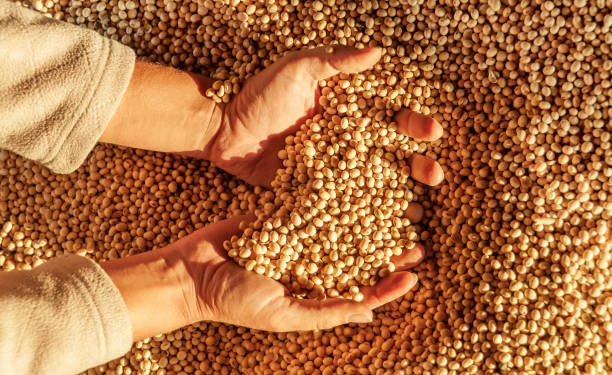 Human hands with soy harvest. Handful of grains