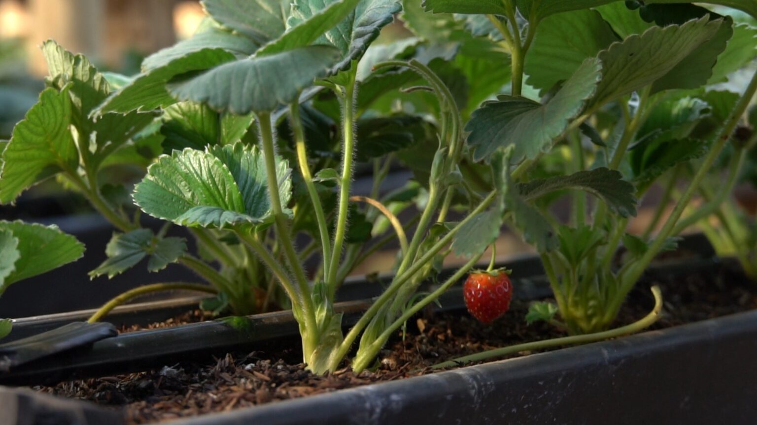 De contador a productor de frutillas: el emprendimiento familiar