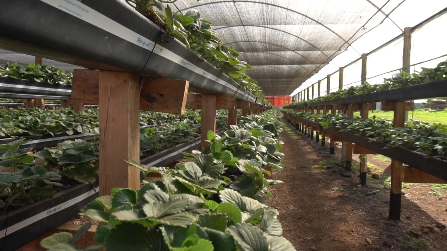 De contador a productor de frutillas: el emprendimiento familiar