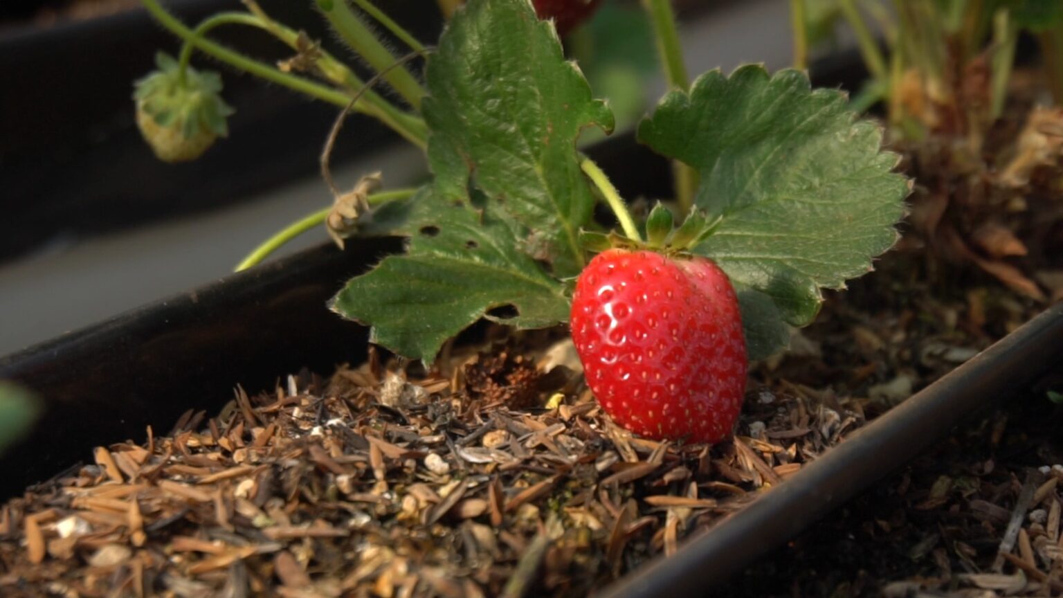 De contador a productor de frutillas: el emprendimiento familiar