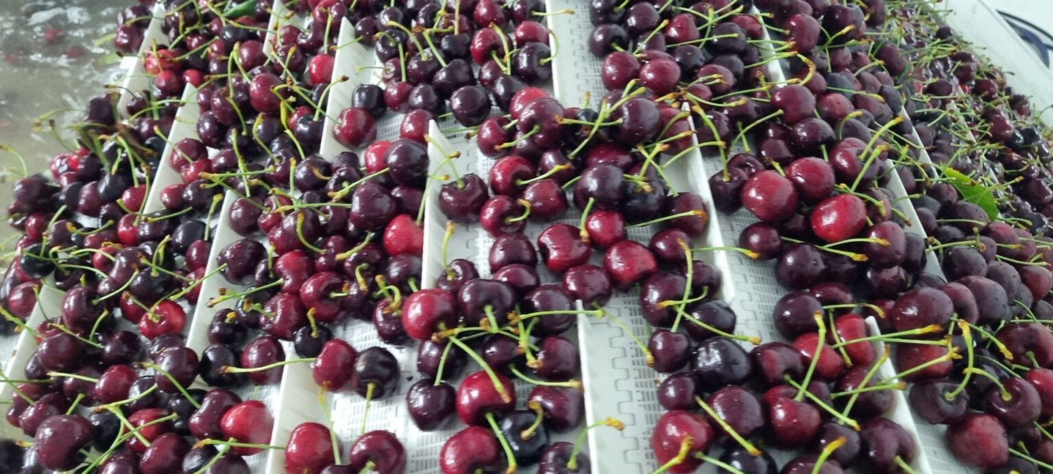 Las cerezas de Los Antiguos se preparan para dar un nuevo salto exportador con su Denominaci&oacute;n de Origen