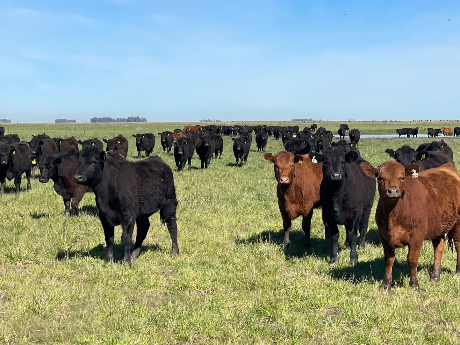 De la cr&iacute;a al feedlot: el modelo ganadero que busca m&aacute;s eficiencia